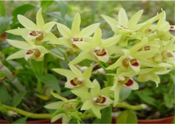 c鿴ԔϢ}Herba Dendrodii Flower xΔ(sh)3007