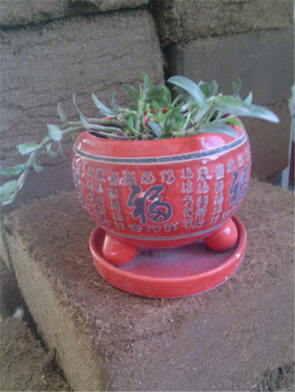 c鿴ԔϢ}Herba Dendrodii Pot Seedlings xΔ(sh)2706