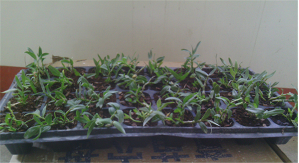 c鿴ԔϢ}Herba Dendrodii Plug Seedlings xΔ(sh)2840
